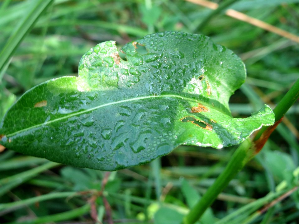 Wasser-Knöterich (Persicaria amphibia) im Naturschutzgebiet Mürmes