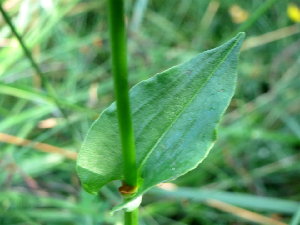 Wasser-Knöterich (Persicaria amphibia) im Naturschutzgebiet Mürmes