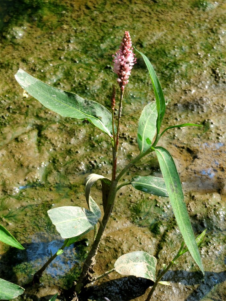 Wasser-Knöterich (Persicaria amphibia) im Naturschutzgebiet Mürmes