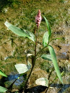 Wasser-Knöterich (Persicaria amphibia) im Naturschutzgebiet Mürmes