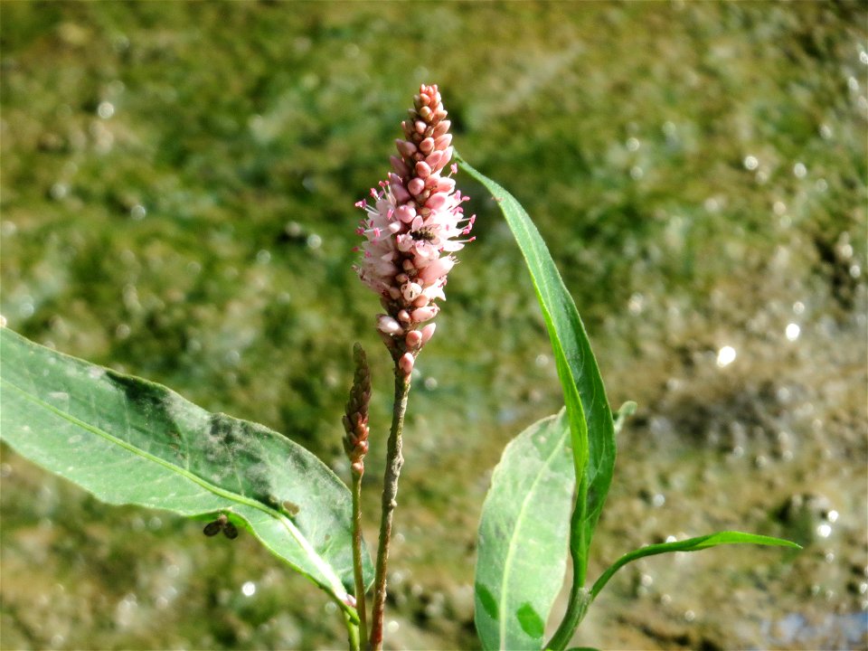 Wasser-Knöterich (Persicaria amphibia) im Naturschutzgebiet Mürmes