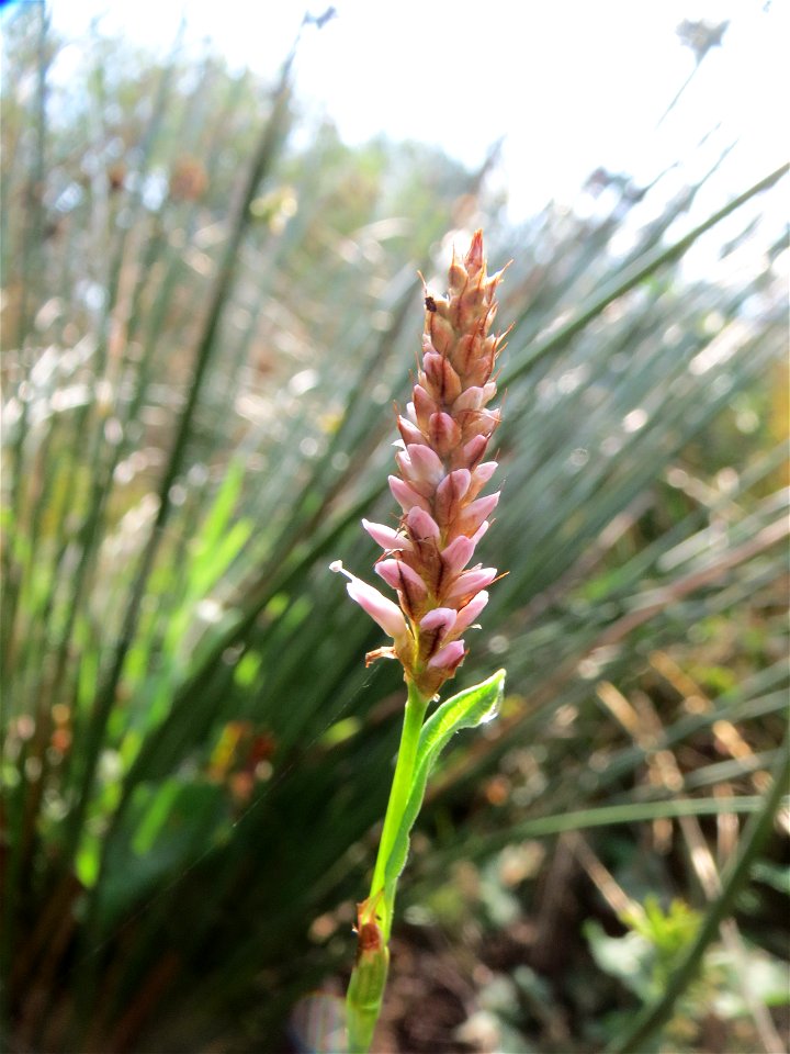 Wasser-Knöterich (Persicaria amphibia) im Naturschutzgebiet Mürmes