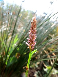 Wasser-Knöterich (Persicaria amphibia) im Naturschutzgebiet Mürmes