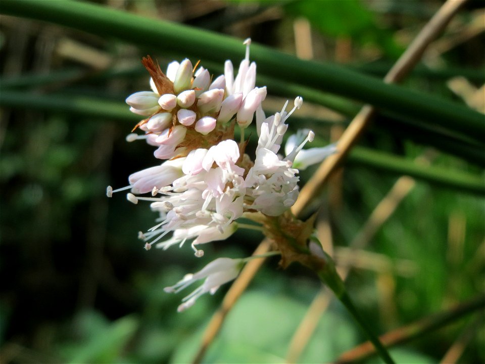Wasser-Knöterich (Persicaria amphibia) im Naturschutzgebiet Mürmes