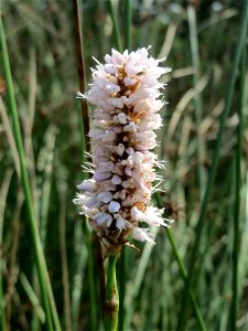 Wasser-Knöterich (Persicaria amphibia) im Naturschutzgebiet Mürmes