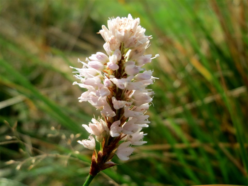 Wasser-Knöterich (Persicaria amphibia) im Naturschutzgebiet Mürmes