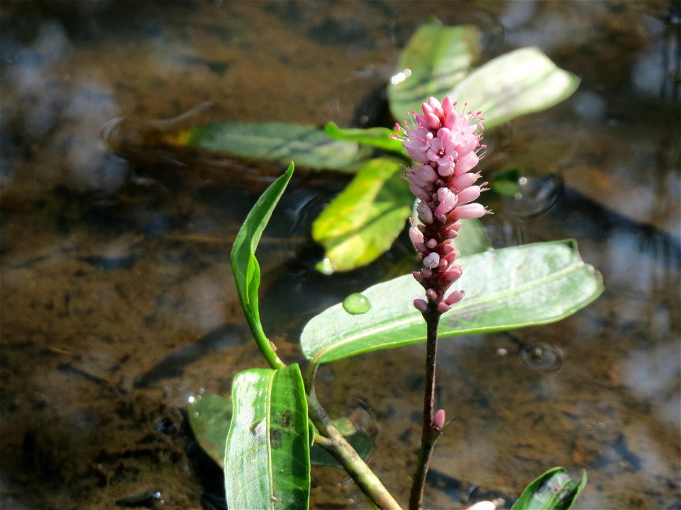 Wasser-Knöterich (Persicaria amphibia) im Naturschutzgebiet Mürmes