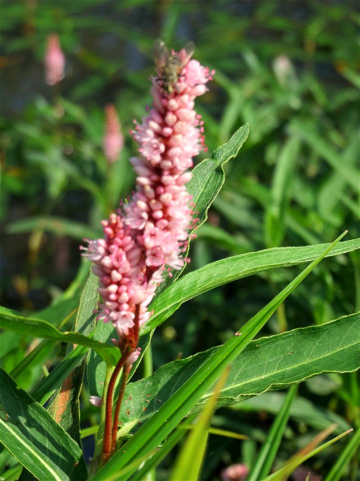 Wasser-Knöterich (Persicaria amphibia) im Naturschutzgebiet Mürmes