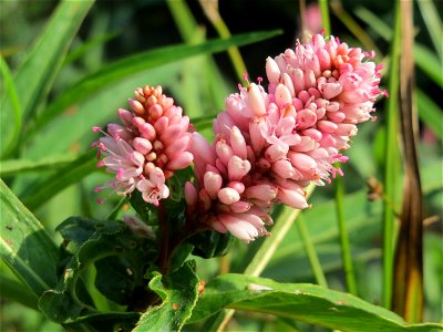 Wasser-Knöterich (Persicaria amphibia) im Naturschutzgebiet Mürmes