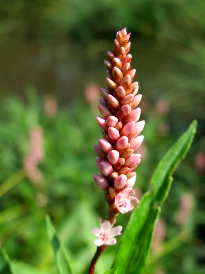 Wasser-Knöterich (Persicaria amphibia) im Naturschutzgebiet Mürmes