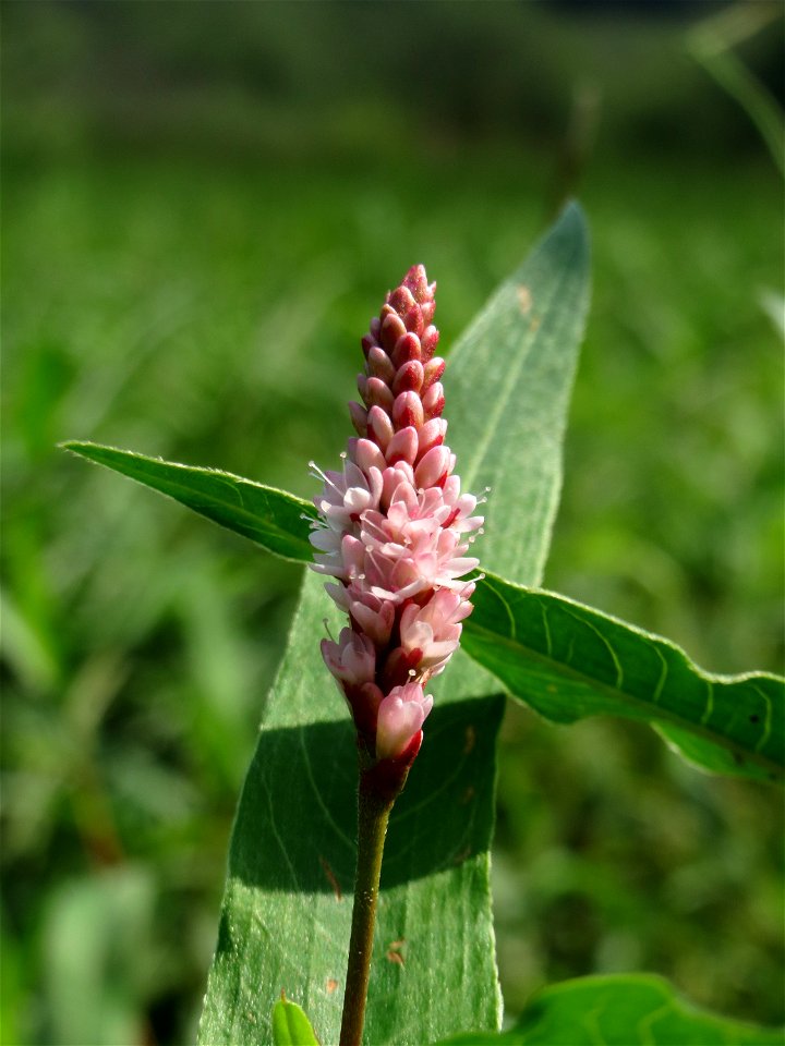 Wasser-Knöterich (Persicaria amphibia) im Naturschutzgebiet Mürmes
