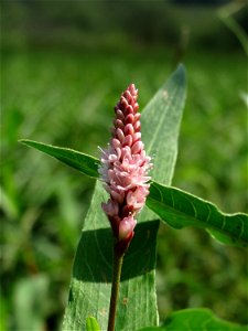 Wasser-Knöterich (Persicaria amphibia) im Naturschutzgebiet Mürmes