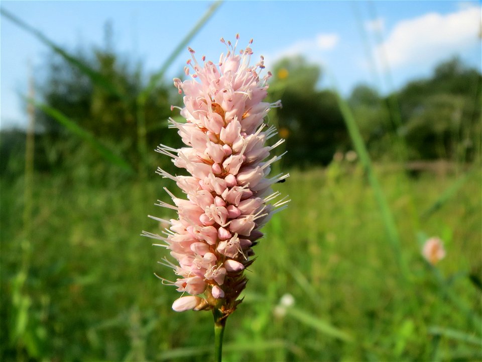 Wasser-Knöterich (Persicaria amphibia) am Schalkenmehrener Maar