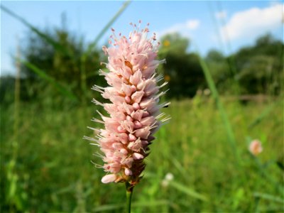 Wasser-Knöterich (Persicaria amphibia) am Schalkenmehrener Maar