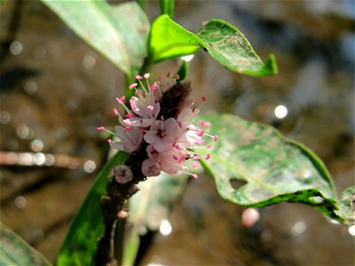 Wasser-Knöterich (Persicaria amphibia) im Naturschutzgebiet Mürmes