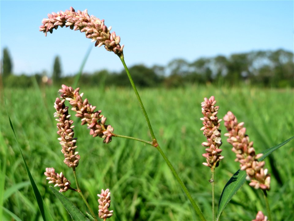 Wasser-Knöterich (Persicaria amphibia) im Naturschutzgebiet Karl-Ludwig-See
