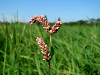Wasser-Knöterich (Persicaria amphibia) im Naturschutzgebiet Karl-Ludwig-See