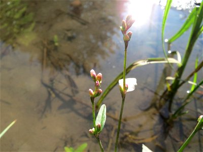 Wasser-Knöterich (Persicaria amphibia) im Hochwasserrückhaltebecken bei Reilingen