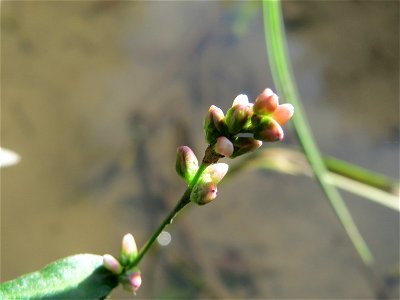 Wasser-Knöterich (Persicaria amphibia) im Hochwasserrückhaltebecken bei Reilingen