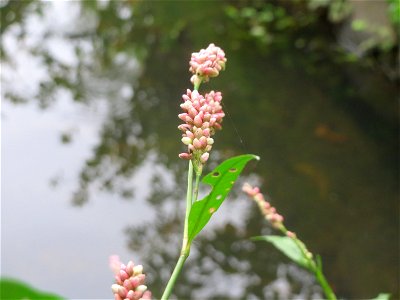 Wasser-Knöterich (Persicaria amphibia) am Tabaksweiher in Sankt Arnual
