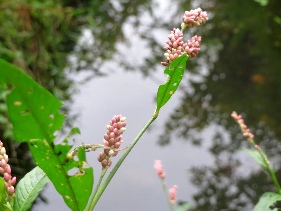Wasser-Knöterich (Persicaria amphibia) am Tabaksweiher in Sankt Arnual