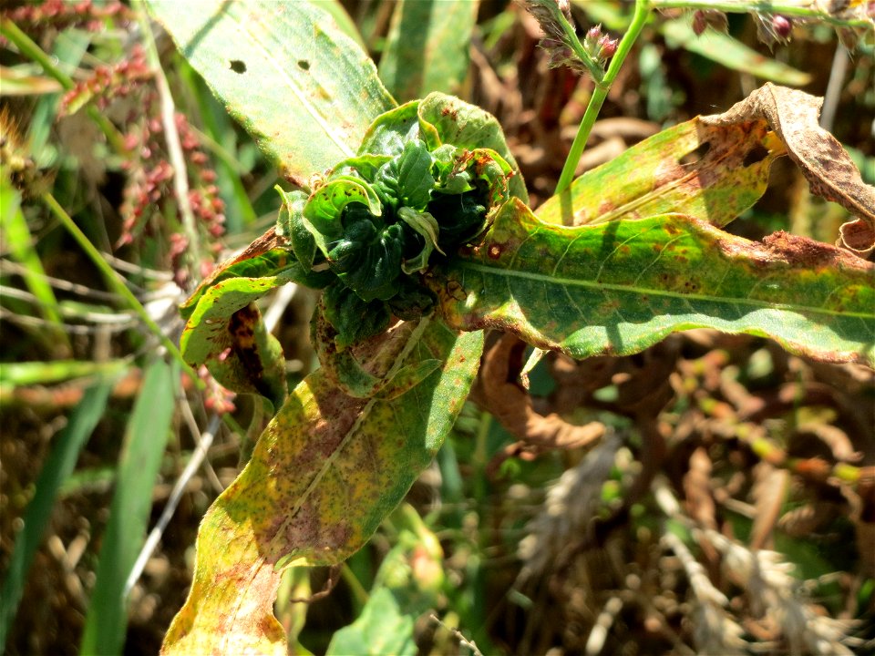 von Schmierläusen und Spinnmilben befallener Wasser-Knöterich (Persicaria amphibia) im Naturschutzgebiet Bachwiesen/Leopoldswiesen im Hockenheimer Rheinbogen