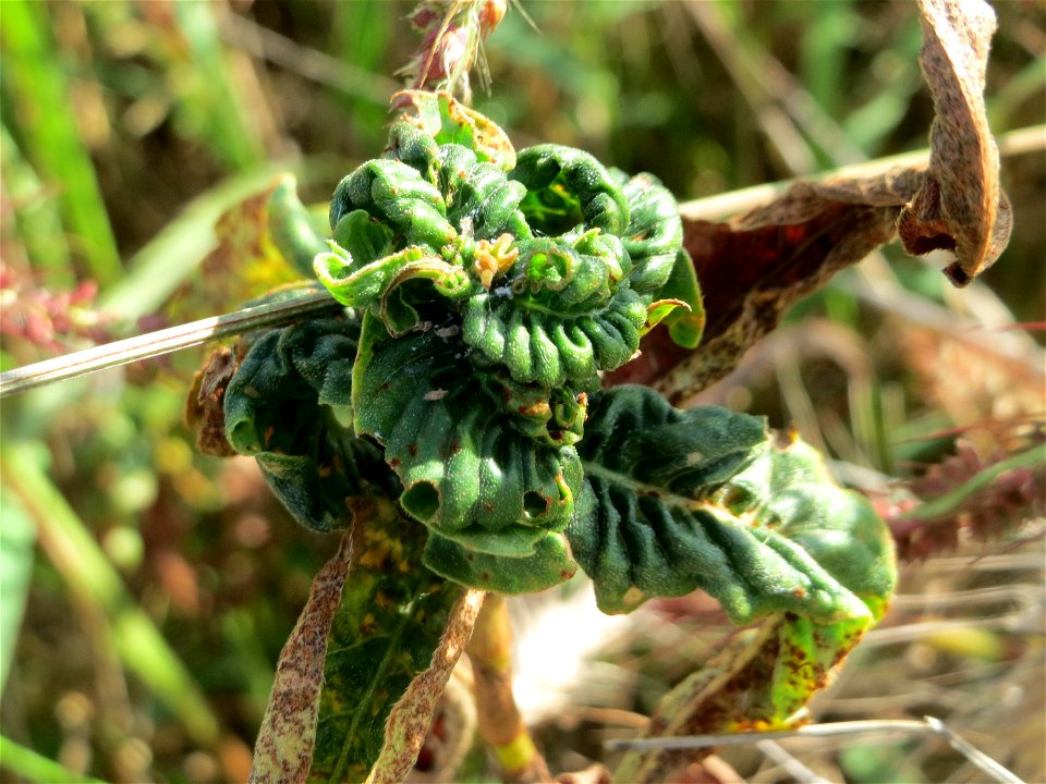 von Schmierläusen und Spinnmilben befallener Wasser-Knöterich (Persicaria amphibia) im Naturschutzgebiet Bachwiesen/Leopoldswiesen im Hockenheimer Rheinbogen