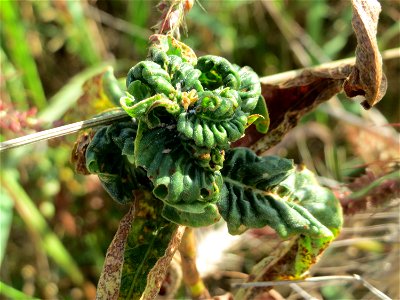 von Schmierläusen und Spinnmilben befallener Wasser-Knöterich (Persicaria amphibia) im Naturschutzgebiet Bachwiesen/Leopoldswiesen im Hockenheimer Rheinbogen