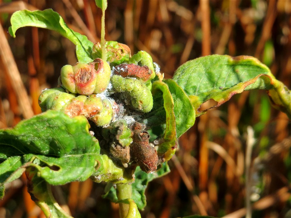 von Schmierläusen und Spinnmilben befallener Wasser-Knöterich (Persicaria amphibia) im Naturschutzgebiet Bachwiesen/Leopoldswiesen im Hockenheimer Rheinbogen