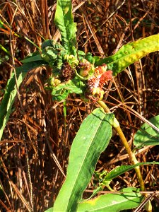 von Schmierläusen und Spinnmilben befallener Wasser-Knöterich (Persicaria amphibia) im Naturschutzgebiet Bachwiesen/Leopoldswiesen im Hockenheimer Rheinbogen