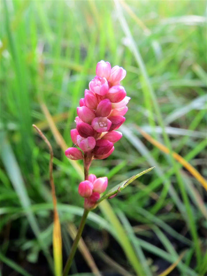 Wasser-Knöterich (Persicaria amphibia) in einem Anmoor in den Horststückern im Hockenheimer Rheinbogen