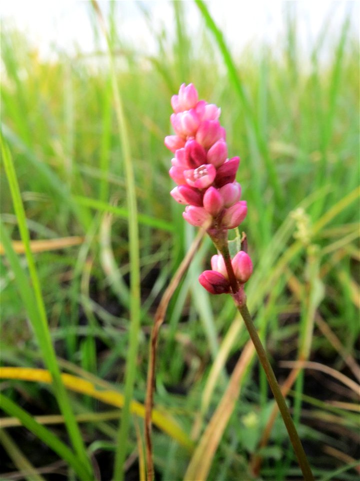 Wasser-Knöterich (Persicaria amphibia) in einem Anmoor in den Horststückern im Hockenheimer Rheinbogen