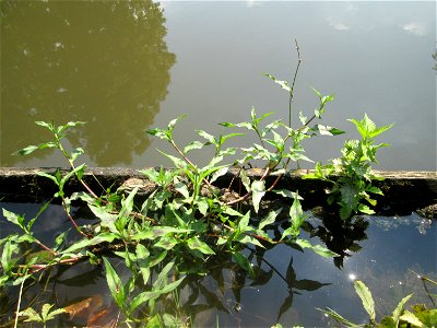 Wasser-Knöterich (Persicaria amphibia) am Zähringer Kanal in Schwetzingen