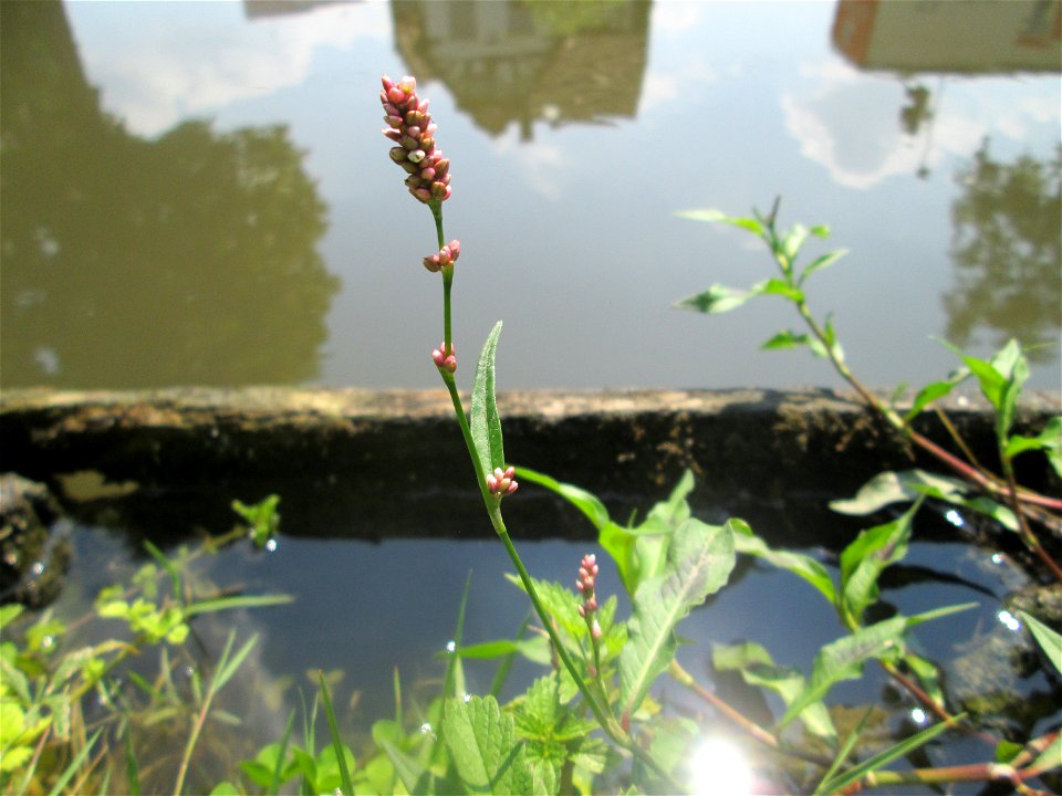 Wasser-Knöterich (Persicaria amphibia) am Zähringer Kanal in Schwetzingen