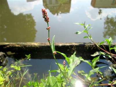 Wasser-Knöterich (Persicaria amphibia) am Zähringer Kanal in Schwetzingen