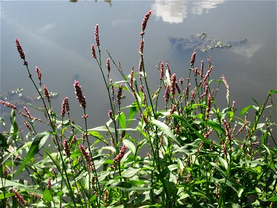 Wasser-Knöterich (Persicaria amphibia) am Zähringer Kanal in Schwetzingen