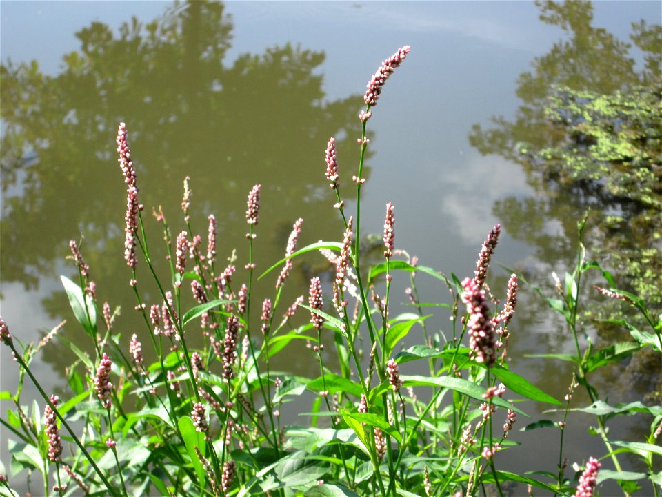 Wasser-Knöterich (Persicaria amphibia) am Zähringer Kanal in Schwetzingen
