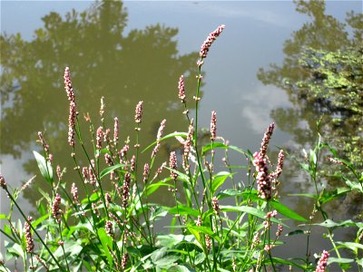 Wasser-Knöterich (Persicaria amphibia) am Zähringer Kanal in Schwetzingen