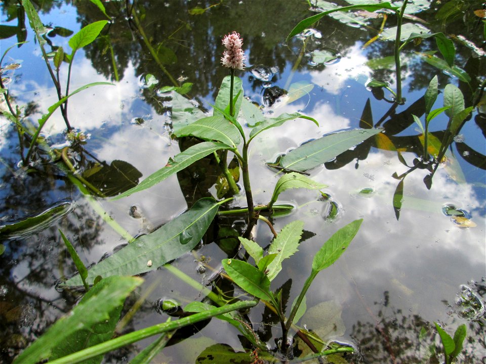 Wasser-Knöterich (Persicaria amphibia) am Teich im Naturschutzgebiet „St. Arnualer Wiesen“