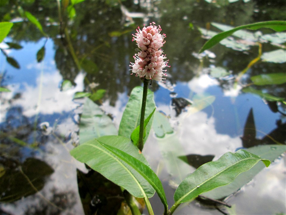 Wasser-Knöterich (Persicaria amphibia) am Teich im Naturschutzgebiet „St. Arnualer Wiesen“