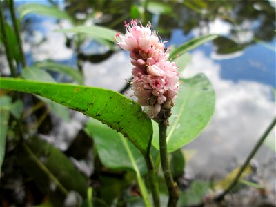 Wasser-Knöterich (Persicaria amphibia) am Teich im Naturschutzgebiet „St. Arnualer Wiesen“