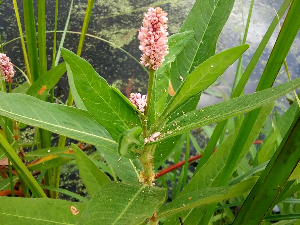 Persicaria amphibia var. stipulacea. Glen Ellyn, USA