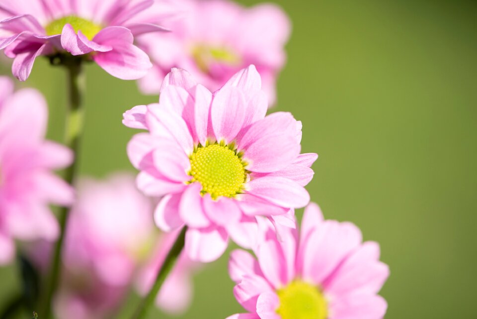 Petals pistil nature
