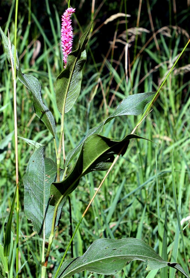 Self made picture of Polygonum coccineum taken in Minnesota in August. Plants growing about 5 feet tall.  Found in a dry pond, the normal form of this plant for this pond is the aquatic form with the 