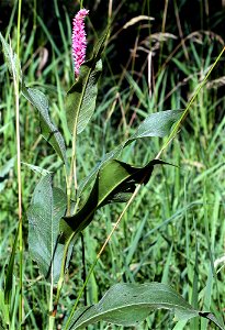 Self made picture of Polygonum coccineum taken in Minnesota in August. Plants growing about 5 feet tall.  Found in a dry pond, the normal form of this plant for this pond is the aquatic form with the 