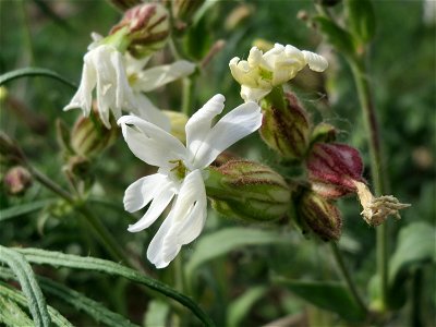 Weiße Lichtnelke (Silene latifolia) in Hockenheim