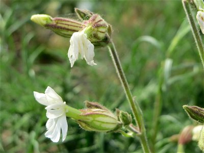 Weiße Lichtnelke (Silene latifolia) in Hockenheim