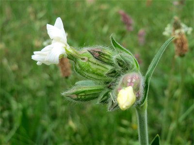 Weiße Lichtnelke (Silene latifolia) in Hockenheim