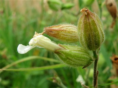 Weiße Lichtnelke (Silene latifolia) bei Wiesbaden-Nordenstadt