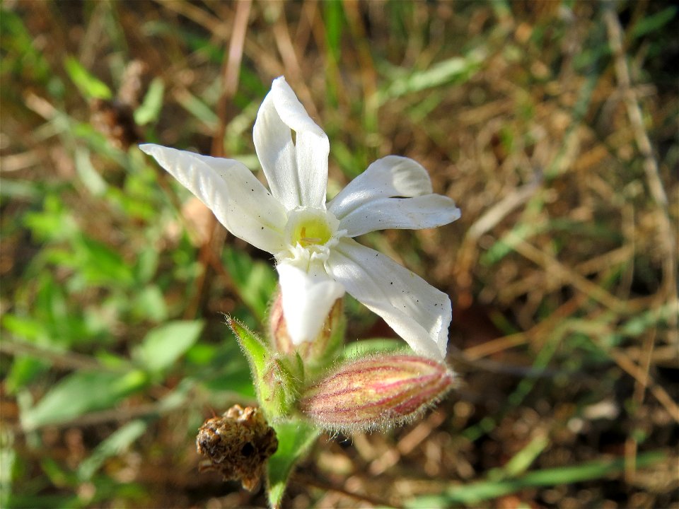 Weiße Lichtnelke (Silene latifolia) in Hockenheim